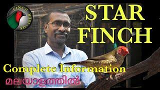 Star Finch || Exotic Finch Malayalam || Breeding Tips || Best Suitable Finch For Beginners ||