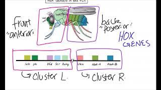 What are homeobox genes?