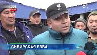 Опасная болезнь: в Атырау на скотном рынке выявили сибирскую язву