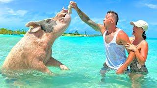 No Way This Happened! We Found GIANT Wild Pigs In The Ocean! Sharks, Iguanas & Cave Diving.