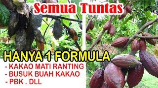 Hama & Penyakit Perusak Buah  KAKAO Telah Ditemukan  Formulanya  Semua Tuntas   PART 1