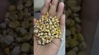 380V gravity separator process with chickpeas in Pakistan