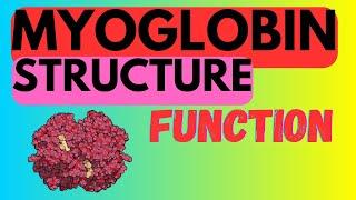 Myoglobin - Structure and Function