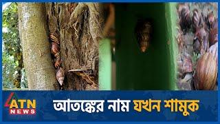 এবার শামুক নিয়ে আতঙ্ক! | Snail | African Gaint | Kishorganj | ATN News