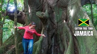 The tour to the BIGGEST Tree in Jamaica.