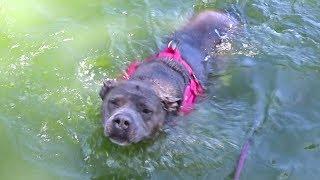 Rescue Pitbull Goes Swimming For The First Time