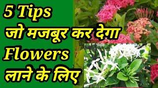 5 Tips जिससे आपका Ixora Flowers देने के लिए मजबूर ho जाएगा 100%result