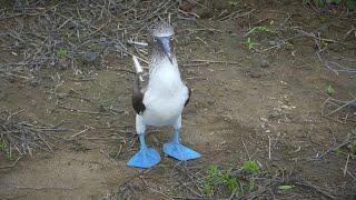 BLUE-FOOTED BOOBY: The dancing bird | Oceana