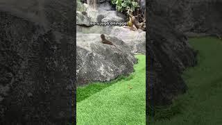 PRANK TINGGALIN DIGO #beranda #berangberang #otter #viral #degen #animal #lucu