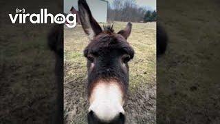 Happy Donkey Loves Owner || ViralHog