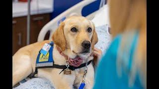 Johns Hopkins All Childrens Hospital Welcomes Canine Companions Facility Dog