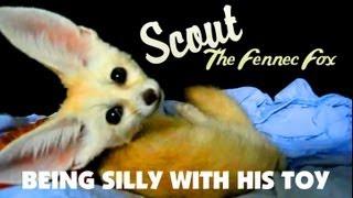 Scout The Fennec Fox Playing with his Toy And Being Silly