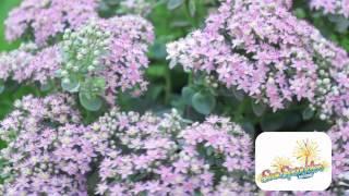 Sedum Sunsparkler Lime Zinger Plantipp