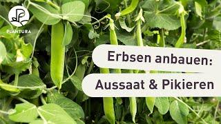 Erbsen anpflanzen: Aussaat & pikieren (Anleitung)