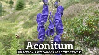 What is Aconitum? | How to Say Aconitum in English? | How Does Aconitum Look?