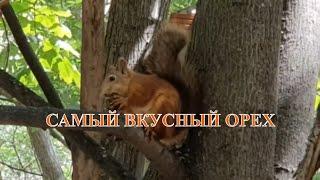 #Мукбанг от Белки  Забавные Белки