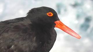 Sooty Oystercatcher (Haematopus fuliginosus) HD Video 1/2 'A day in the life of'.