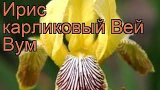 Ирис карликовый Вей Вум (iris pumila)  ирис Вей Вум обзор: как сажать саженцы ириса Вей Вум