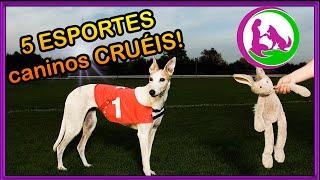 5 Esportes caninos cruéis que deveriam ser banidos!