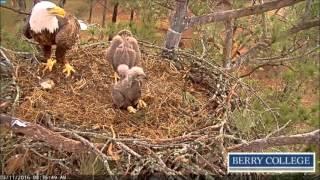 The Eaglet pooping technique