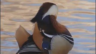 Top 10 Bufflehead Duck Facts You Never Knew #subscribe #viral #love