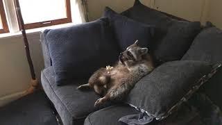 Raccoon chilling in front of the tv