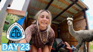 The best kept secret on the CDT: the alpaca alternate | CDT Day 23