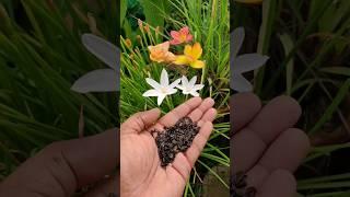 Grow Rain Lily From Seeds| Full Information #shortsvideo  #shorts #short #rain #lily #rainlily