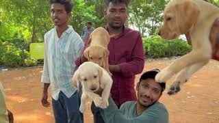 PUPPY FOR SALE BEST PRICE #dog#doglover #puppies#sale