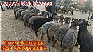 Кашкадарё Карши Мол Бозори Нархлари 12.11.2021. / Qarshi Karvon Mol Bozori Narxlari