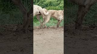 Animals sex short new best video new best funny short # viral