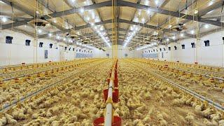 Inside The Million Dollar Chicken Farm. Amazing Modern Chicks Poultry Farming Technology!