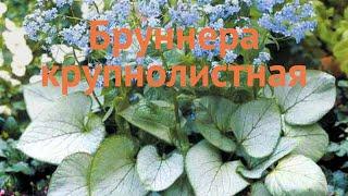 Бруннера крупнолистная (brunnera macrophylla)  бруннера обзор: как сажать саженцы бруннеры