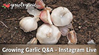 Growing Garlic Q&A - Instagram Live