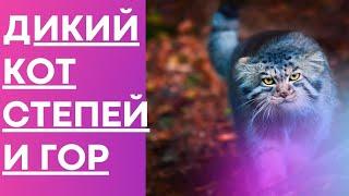 МАНУЛ – дикий кот степей и горфакты ком