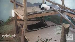 Zoo Atlanta's PandaCam