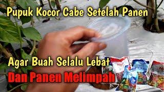 Pemupukan Cabe Rawit Setelah Panen