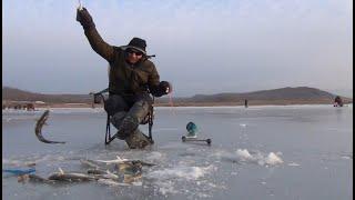 зимняя рыбалка.рыбалка во Владивостоке.жизнь в приморье.Навага.селедка