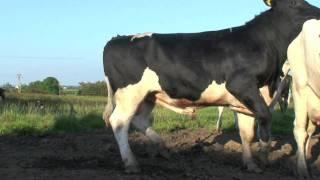 New Sweeper Holstein - Friesain Bull from Moscow