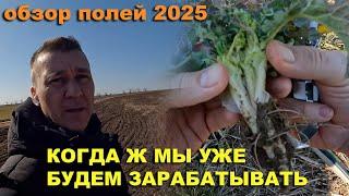 Обзор полей 2025. Влаги нет! Слабые всходы. Рапс озимый, озимая пшеница, лен, зимующий горох, ячмень