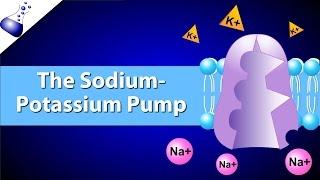 The Sodium-Potassium Pump