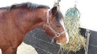 Brushing our ponies