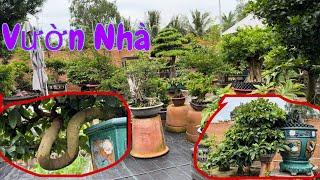 Vườn Nhà Hôm Nay Thế Nào ?