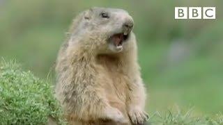 Funny talking animals: Alan!.. Alan!.. Steve! | Walk on the Wild Side - BBC