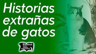 Historias extrañas de gatos | Relatos del lado oscuro