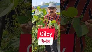 Superfood Giloy (गिलोय ): The Miracle Plant for Health and Wellness / स्वास्थ्य लाभ के लिए अनिवार्य