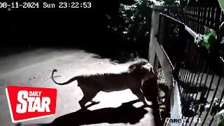 Two fearless dogs confront two lions in an intense showdown