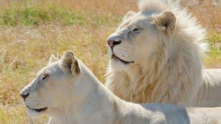 The White Lions - White Lion Cubs On Journey To Adulthood | Lion Documentary HD