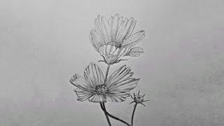 Cosmos Flower Sketch