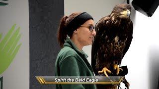 Birds of Prey at Alaska Raptor Center Tour (Sitka Highlight)